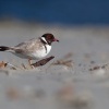Kulik cernohlavy - Thinornis cucullatus - Hooded Plover o4950